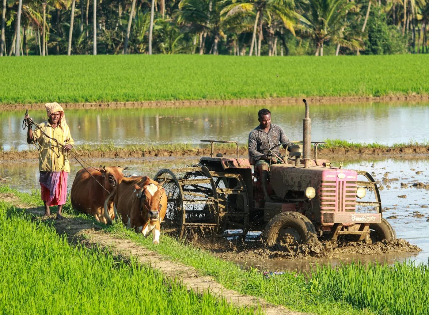 Farmers working in a green paddy field with a tractor